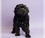 Small Photo #3 Shih Tzu-YorkiePoo Mix Puppy For Sale in WARSAW, IN, USA