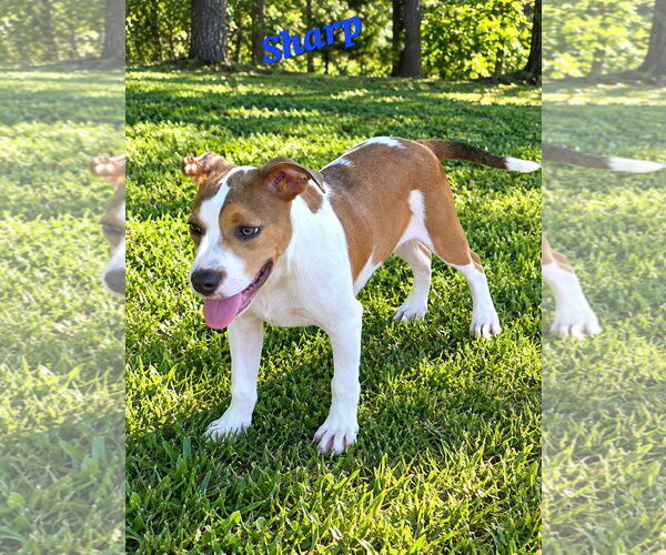 Medium Photo #1 American Pit Bull Terrier-Unknown Mix Puppy For Sale in Southbury, CT, USA