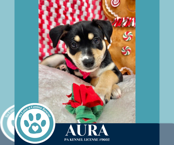 Medium Photo #2 Carolina Dog-Unknown Mix Puppy For Sale in Kimberton, PA, USA