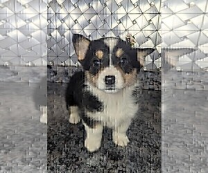 Pembroke Welsh Corgi Puppy for sale in GOSHEN, IN, USA