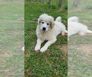 Great Pyrenees Puppy for sale in WATTS, OK, USA