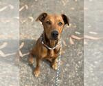 BELLA - Female Rhodesian Ridgeback-Unknown Mix Dog for Adoption - Small photo