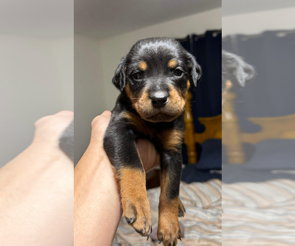 Medium Photo #1 Rottweiler Puppy For Sale in HOWEY IN THE HILLS, FL, USA