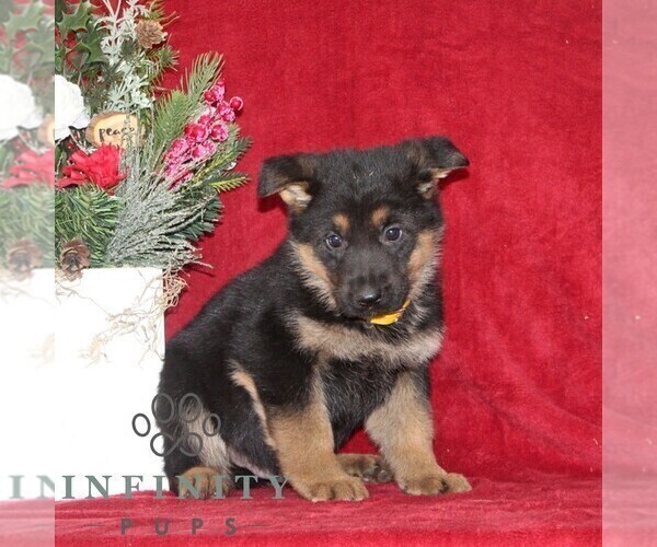 Medium Photo #1 German Shepherd Dog Puppy For Sale in QUARRYVILLE, PA, USA