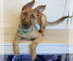 Small #3 German Shepherd Dog