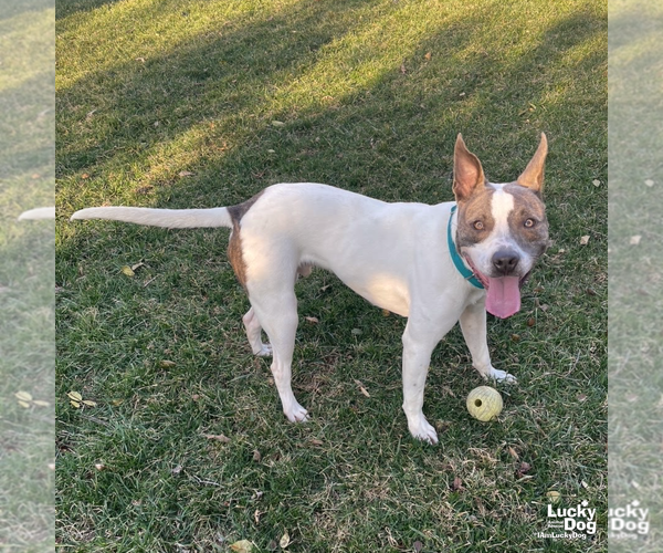 Medium Photo #8 Mutt Puppy For Sale in Washington, DC, USA