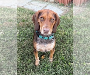 Pointer-Beagle Dogs for adoption in Arlington, VA, USA