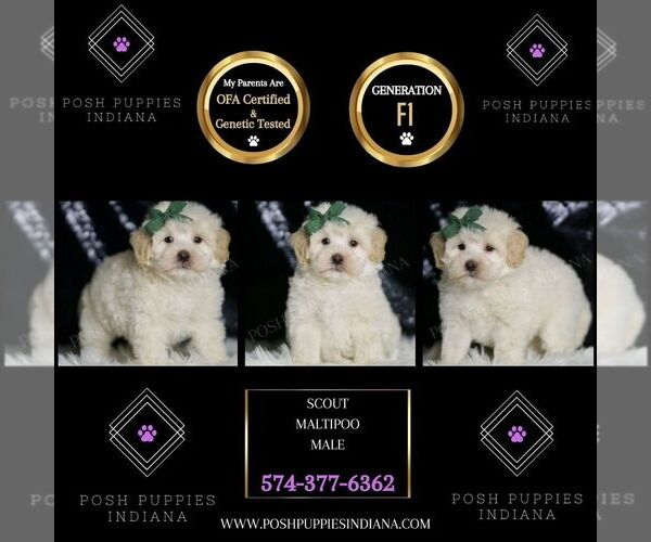 Medium Photo #2 Maltipoo (Toy) Puppy For Sale in WARSAW, IN, USA
