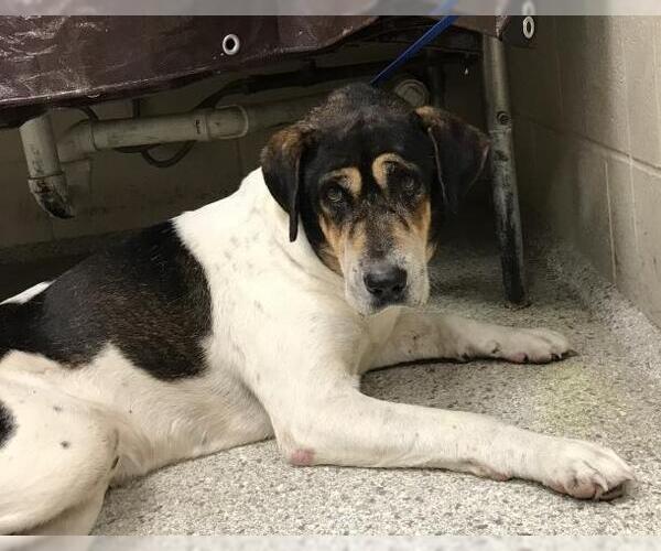 Medium Photo #1 Treeing Walker Coonhound-Unknown Mix Puppy For Sale in Conroe, TX, USA