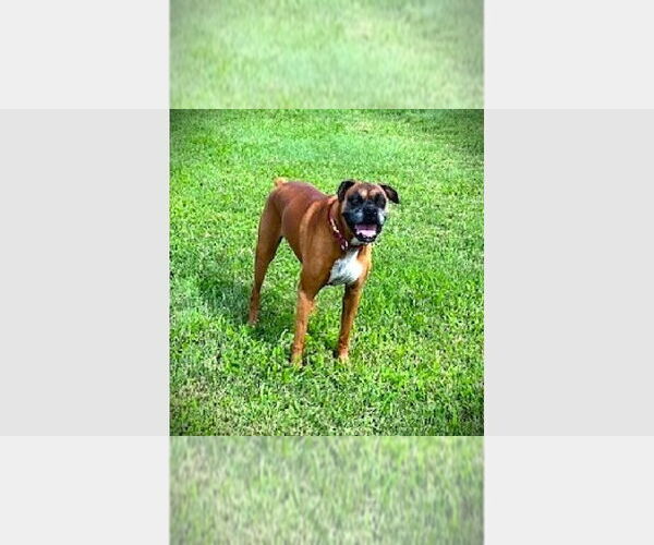 Medium Photo #1 Boxer Puppy For Sale in Austin, TX, USA