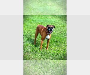 Boxer Dogs for adoption in Austin, TX, USA