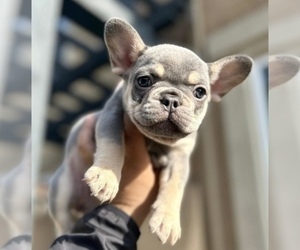 French Bulldog Puppy for sale in HOUSTON, TX, USA