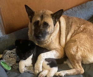 Mother of the Akita puppies born on 08/31/2022