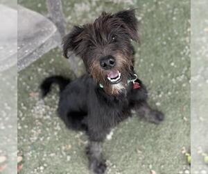 Wade - Male Poodle (Miniature)-Unknown Mix Dog for Adoption - Photo #3