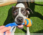 Small #2 Boston Terrier-Boxer Mix