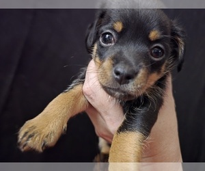 Chipin-Mutt Mix Puppy for sale in SWEET HOME, OR, USA