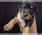 Niko - Male Chipin-Mutt Mix Puppy for Sale - Small photo