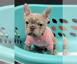 Small Photo #3 French Bulldog Puppy For Sale in POPLAR, CA, USA