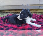 Small Photo #184 Border Collie Puppy For Sale in NORBORNE, MO, USA