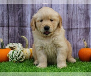 Golden Retriever Puppy for sale in FREDERICKSBG, OH, USA
