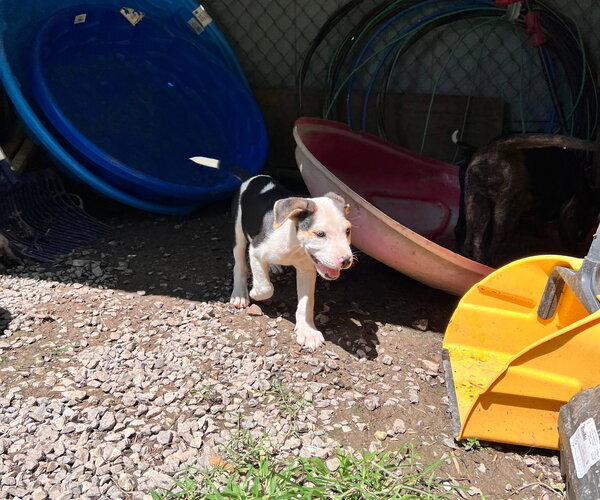 Medium Photo #3 Staffordshire Bull Terrier-Unknown Mix Puppy For Sale in Tracy City, TN, USA
