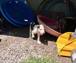 Small #2 Staffordshire Bull Terrier Mix