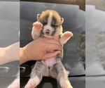 Small Photo #2 Akita Puppy For Sale in ARLINGTON, TX, USA