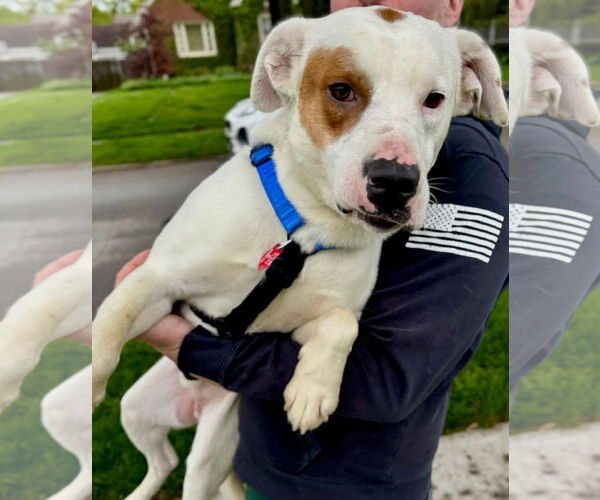 Medium Photo #11 Mutt Puppy For Sale in Germantown, OH, USA