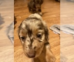 Small Photo #3 Dachshund Puppy For Sale in CATAWBA, SC, USA