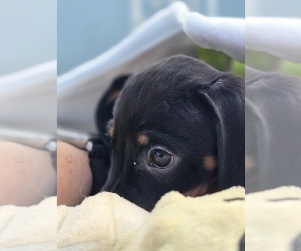 Medium Photo #5 Dachshund Puppy For Sale in CHOCTAW, OK, USA