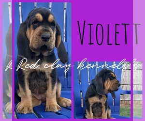 Bloodhound Puppy for sale in WATKINSVILLE, GA, USA