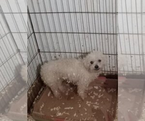 Bichon Frise Dogs for adoption in Bonifay, MO, USA