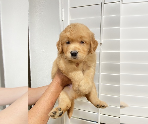 Medium Photo #1 Golden Retriever Puppy For Sale in DIAMOND, CA, USA