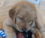 Puppy 5 Golden Retriever