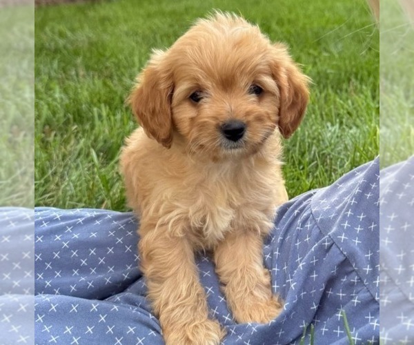 Medium Photo #2 Cavapoo (Miniature) Puppy For Sale in NEWPORT, PA, USA
