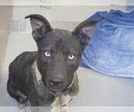 Small Sheprador