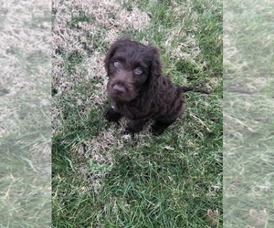 Aussiedoodle Puppy for Sale in CHESAPEAKE, Virginia USA
