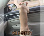 Small #1 Chiweenie