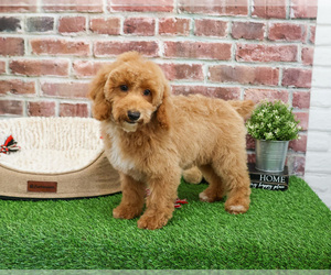 Poodle (Miniature) Puppy for sale in SYRACUSE, IN, USA