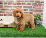 Image preview for Ad Listing. Nickname: Rover