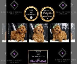 Poodle (Toy) Puppy for sale in WARSAW, IN, USA
