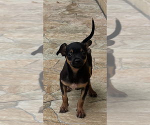 Chihuahua Puppy for sale in HOUSTON, TX, USA
