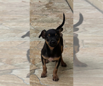 Small Chihuahua