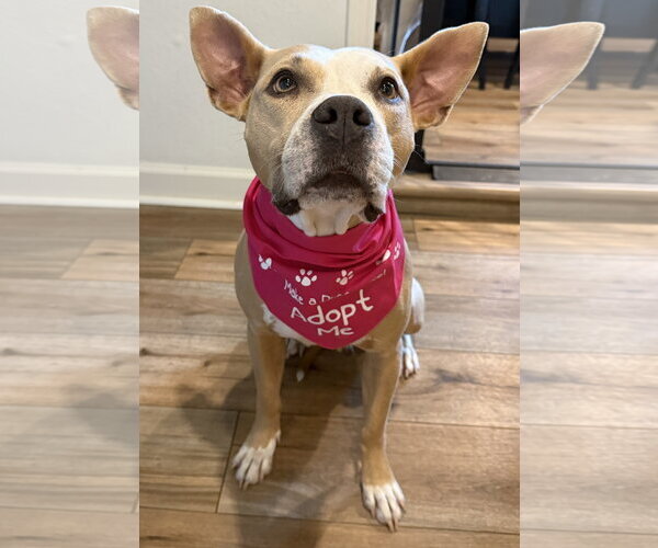 Medium Photo #5 American Staffordshire Terrier-Unknown Mix Puppy For Sale in HOUSTON, TX, USA