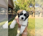 Small #7 Shih Tzu
