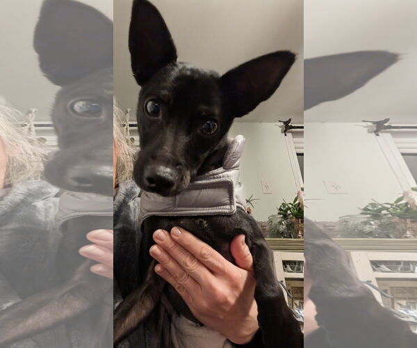 Medium Photo #1 Miniature Pinscher-Unknown Mix Puppy For Sale in Mount Laurel, NJ, USA