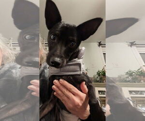 Miniature Pinscher-Unknown Mix Dogs for adoption in Mount Laurel, NJ, USA