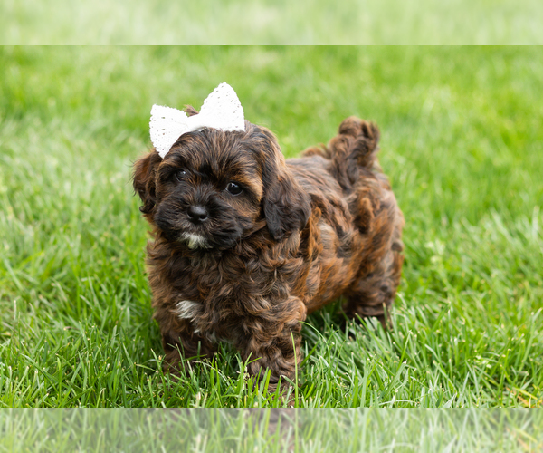 Medium Photo #1 Shih-Poo Puppy For Sale in NAPPANEE, IN, USA