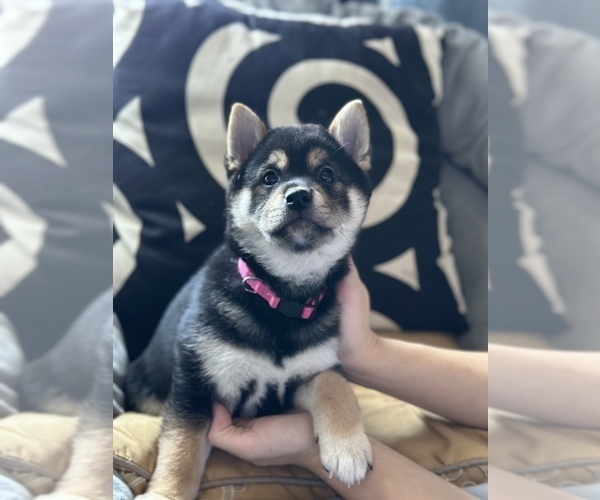 Medium Photo #1 Shiba Inu Puppy For Sale in DENVER, CO, USA