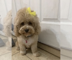 Mother of the Cock-A-Poo puppies born on 12/31/2025